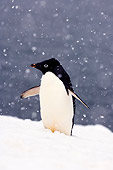 BRD 05 SK0013 01
Adelie Penguin Waddling On Snow Antarctica
