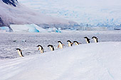 BRD 05 SK0014 01
Gentoo Penguins Waddling On Glacial Ice Antarctica