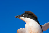 BRD 05 SK0015 01
Close-Up Of Adelie Penguin Flapping Blue Sky Antarctica