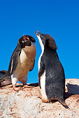 BRD 05 SK0016 01
Adelie Penguins Vocalizing On Rock Blue Sky Antarctica