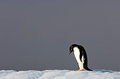 BRD 05 SK0017 01
Adelie Penguin Standing On Snow Antarctica