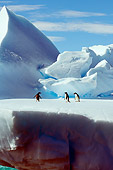 BRD 05 SK0018 01
Gentoo Penguins Waddling On Glacial Ice Antarctica