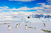 BRD 05 SK0019 01
Adelie Penguins Walking On Glacial Ice Antarctica