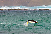 BRD 05 SK0020 01
Gentoo Penguin Swimming In South Atlantic Ocean Falkland Islands