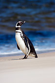 BRD 05 SK0021 01
Magellanic Penguin Standing On Beach
