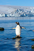 BRD 05 SK0022 01
Gentoo Penguin Standing On Rock Surrounded By Water South Shetland Islands Antarctica