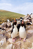 BRD 05 SK0023 01
Macaroni Penguins Calling From Rookery Falkland Islands South Atlantic Ocean
