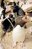 BRD 05 SK0024 01
Macaroni Penguin Protecting Chicks In Rookery Falkland Islands South Atlantic Ocean