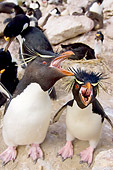 BRD 05 SK0025 01
Macaroni Penguins Protecting Chicks In Rookery Falkland Islands South Atlantic Ocean