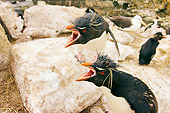 BRD 05 SK0026 01
Macaroni Penguins Protecting Chicks In Rookery Falkland Islands South Atlantic Ocean