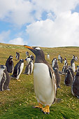 BRD 05 SK0027 01
Gentoo Penguins Standing In Rookery Falkland Islands South Atlantic Ocean