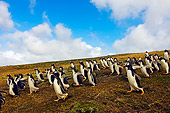 BRD 05 SK0028 01
Gentoo Penguins Walking Across Field Falkland Islands South Atlantic Ocean