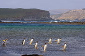 BRD 05 SK0029 01
Gentoo Penguins Wading Ashore Falkland Islands South Atlantic Ocean