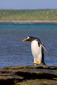 BRD 05 SK0030 01
Gentoo Penguin Walking On Rocks By Water Falkland Islands South Atlantic Ocean