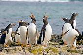 BRD 05 SK0031 01
Gentoo Penguins Congregating On Rocks By Water Falkland Islands South Atlantic Ocean