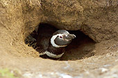BRD 05 SK0032 01
Magellanic Penguin Peeking Out Of Dirt Hole Falkland Islands South Atlantic Ocean