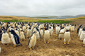 BRD 05 SK0033 01
Gentoo Penguins Standing In Rookery Falkland Islands South Atlantic Ocean