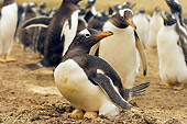 BRD 05 SK0034 01
Gentoo Penguin Sitting On Nest In Rookery Falkland Islands South Atlantic Ocean