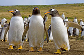 BRD 05 SK0035 01
Gentoo Penguins Standing In Rookery Falkland Islands South Atlantic Ocean