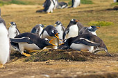 BRD 05 SK0036 01
Gentoo Penguins Vocalizing By Nest In Rookery Falkland Islands South Atlantic Ocean