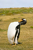 BRD 05 SK0037 01
Gentoo Penguin Standing On Beach Falkland Islands South Atlantic Ocean