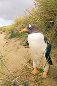 BRD 05 SK0038 01
Gentoo Penguin Standing On Beach Falkland Islands South Atlantic Ocean