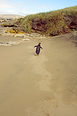 BRD 05 SK0040 01
Gentoo Penguin Waddling On Beach Falkland Islands South Atlantic Ocean