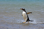 BRD 05 SK0041 01
Gentoo Penguin Emerging On Beach Falkland Islands South Atlantic Ocean