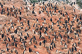 BRD 05 SK0043 01
Chinstrap Penguin Rookery On Rocks South Shetland Islands Antarctica