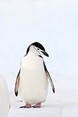 BRD 05 SK0044 01
Chinstrap Penguin Standing On Iceberg South Shetland Islands Antarctica