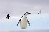 BRD 05 SK0045 01
Chinstrap Penguins Standing On Iceberg South Shetland Islands Antarctica