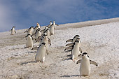 BRD 05 SK0046 01
Chinstrap Penguins Descending Glacier Antarctica