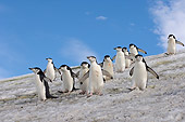 BRD 05 SK0047 01
Chinstrap Penguins Descending Glacier Antarctica