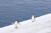 BRD 05 SK0048 01
Chinstrap Penguins Walking On Glacier Antarctica