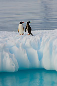 BRD 05 SK0049 01
Gentoo Penguins Standing On Glacial Ice Southern Ocean Antarctica
