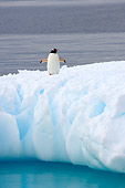 BRD 05 SK0050 01
Gentoo Penguin Standing On Glacial Ice Southern Ocean Antarctica