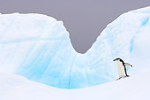 BRD 05 SK0051 01
Chinstrap Penguins Walking On Glacial Ice Antarctica