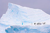 BRD 05 SK0052 01
Chinstrap And Gentoo Penguins Standing On Iceberg Antarctica