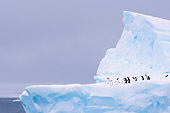 BRD 05 SK0053 01
Chinstrap And Gentoo Penguins Standing On Iceberg Antarctica