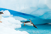 BRD 05 SK0054 01
Gentoo Penguin Diving From Glacial Ice Antarctica