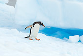 BRD 05 SK0055 01
Gentoo Penguin Walking On Glacial Ice Antarctica