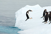 BRD 05 SK0056 01
Gentoo Penguins Leaping Onto Glacial Ice From Ocean Antarctica