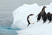 BRD 05 SK0057 01
Gentoo Penguins Leaping Onto Glacial Ice From Ocean Antarctica