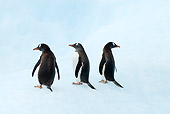 BRD 05 SK0058 01
Gentoo Penguins Standing On Glacial Ice Antarctica