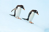 BRD 05 SK0059 01
Gentoo Penguins Descending Glacial Ice Antarctica
