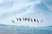 BRD 05 SK0060 01
Gentoo Penguins Crossing Glacial Ice Antarctica