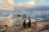 BRD 05 SK0061 01
Gentoo Penguin Huddling With Two Chicks On Rocky Peak Antarctica