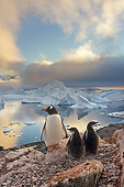 BRD 05 SK0062 01
Gentoo Penguin Huddling With Two Chicks On Rocky Peak Antarctica
