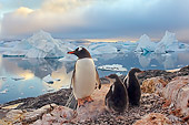 BRD 05 SK0063 01
Gentoo Penguin Huddling With Two Chicks On Rocky Peak Antarctica