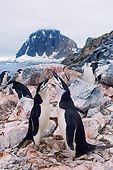 BRD 05 SK0064 01
Chinstrap Penguins Vocalizing On Rocky Shore Antarctica